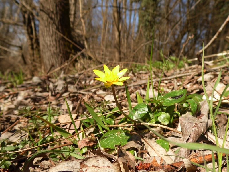 Le ultime arrivate tra le piante gi fiorite